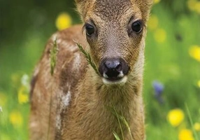 Determinator de plante și animale