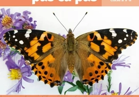 Matematica pas cu pas. Exercitii si probleme pentru clasa a V-a