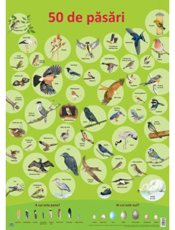 Plansa. 50 de pasari - Nelson Verlag