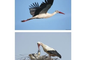 Pasari calatoare. Set planse - Daniela Dosa