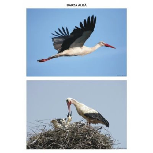 Pasari calatoare. Set planse - Daniela Dosa