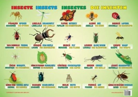 Insecte. Plansa educationala