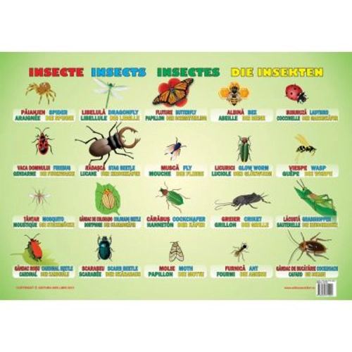 Insecte. Plansa educationala