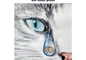 Cele patru anotimpuri ale unui pisoi