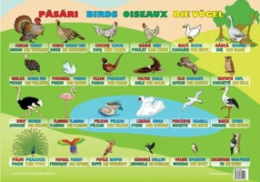 Pasari. Plansa educationala