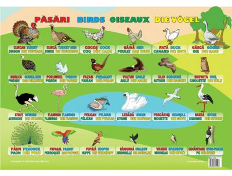 Pasari. Plansa educationala