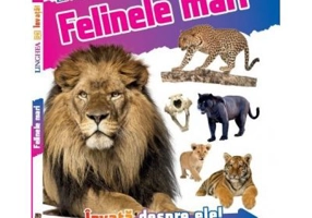 Invata! Felinele mari
