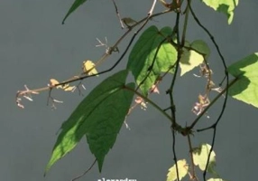 Petala - Alexandru Andries