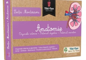 Lectii de anatomie: Organe interne. Sistemul digestiv