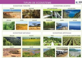 Plansa. Tipuri de ecosisteme - Florica Alexandrescu