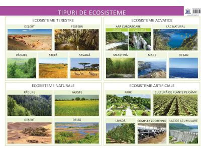 Plansa. Tipuri de ecosisteme - Florica Alexandrescu