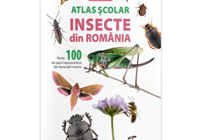 Atlas scolar. Insecte din Romania