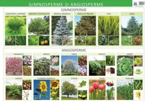 Plansa. Gimnosperme si angiosperme - Florica Alexandrescu