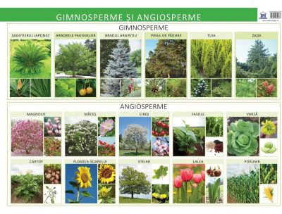 Plansa. Gimnosperme si angiosperme - Florica Alexandrescu