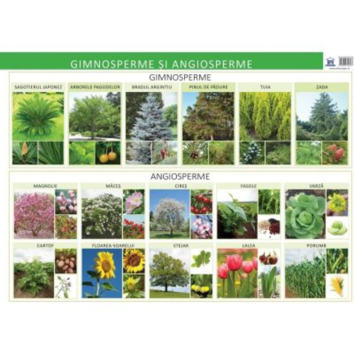 Plansa. Gimnosperme si angiosperme - Florica Alexandrescu