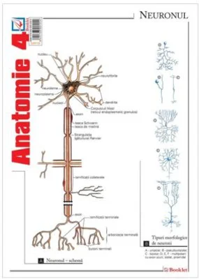Pliant Anatomie 4