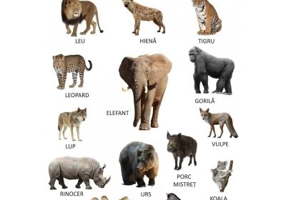 Plansa Animale salbatice