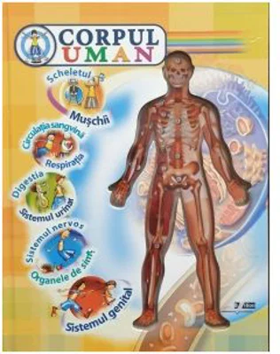 Corpul uman