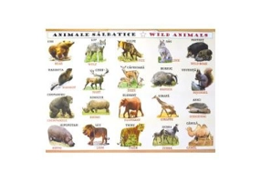 Plansa: Animale domestice - Animale salbatice