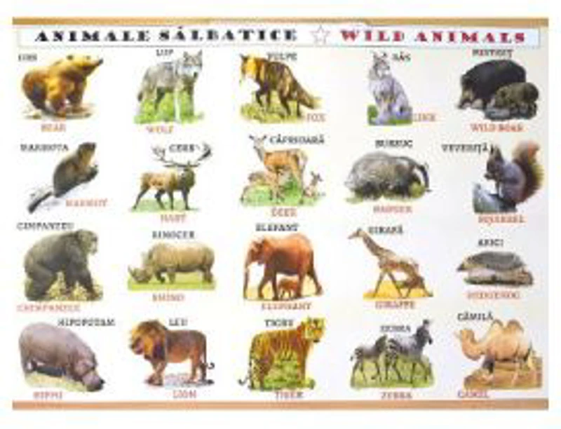 Plansa: Animale domestice - Animale salbatice
