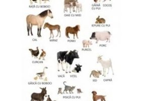 Plansa Animale Domestice