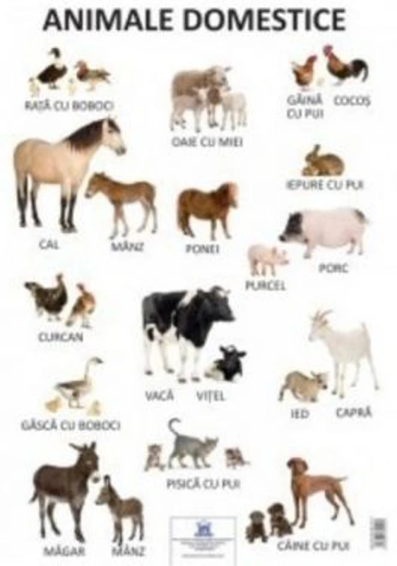 Plansa Animale Domestice