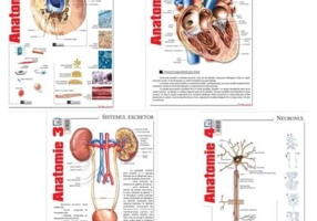 Pachet Pliante Anatomie, volumele 1-4 - Florica Mailat