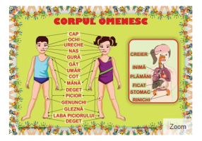 Corpul Omenesc. Plansa educationala