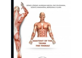 Anatomy of the trunk. The thorax - Denes Lorand