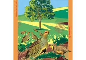 Pasari din fauna Romaniei care traiesc la campie