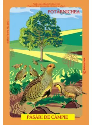 Pasari din fauna Romaniei care traiesc la campie