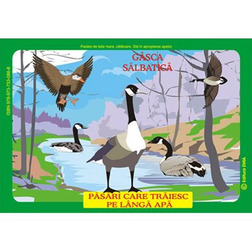 Pasari din fauna Romaniei care traiesc pe langa ape