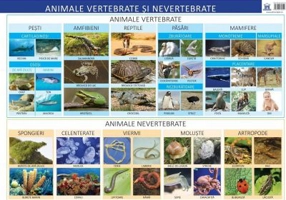 Plansa. Animale vertebrate si nevertebrate - Florica Alexandrescu