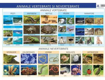 Plansa. Animale vertebrate si nevertebrate - Florica Alexandrescu