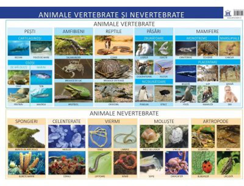Plansa. Animale vertebrate si nevertebrate - Florica Alexandrescu