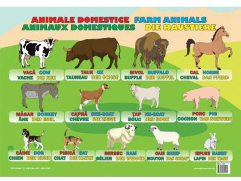 Animale Domestice - Plansa educativa