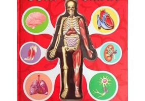 Corpul uman. Model 3D