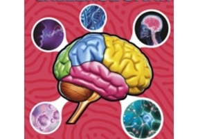 Creierul uman. Model 3D