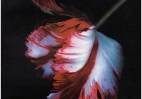 Lună nouă (partea I) Seria Amurg - Paperback brosat - Stephenie Meyer - RAO