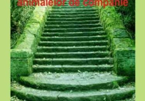 Cum să suportăm mai uşor pierderea animalelor de companie - Paperback brosat - Robin Grey - Antet Revolution