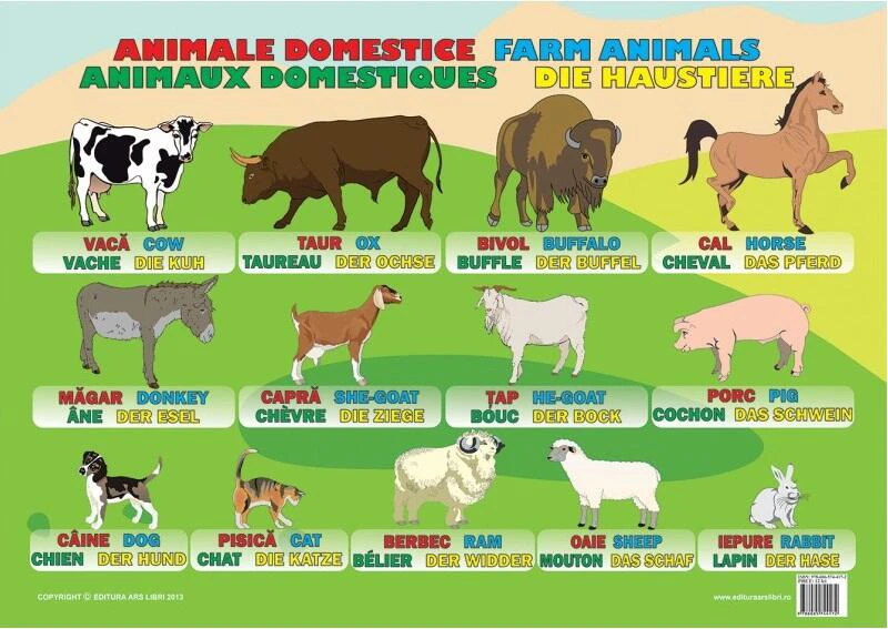 Planșă - Animale domestice - Hardcover - Ars Libri