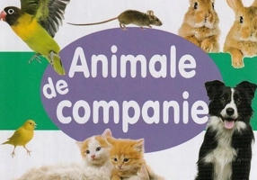Animale de companie - Board book - Flamingo