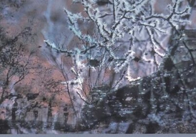 Șoricei albi - Paperback - Victor Țarină - Limes