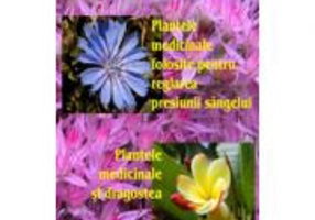 Plantele medicinale folosite pentru reglarea presiunii sangelui. Plantele medicinale si dragostea - Jaa Huibers