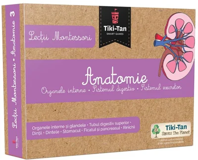Lecţii de anatomie: Organe interne. Sistemul digestiv. Lecții Montessori