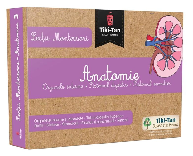 Lecţii de anatomie: Organe interne. Sistemul digestiv. Lecții Montessori