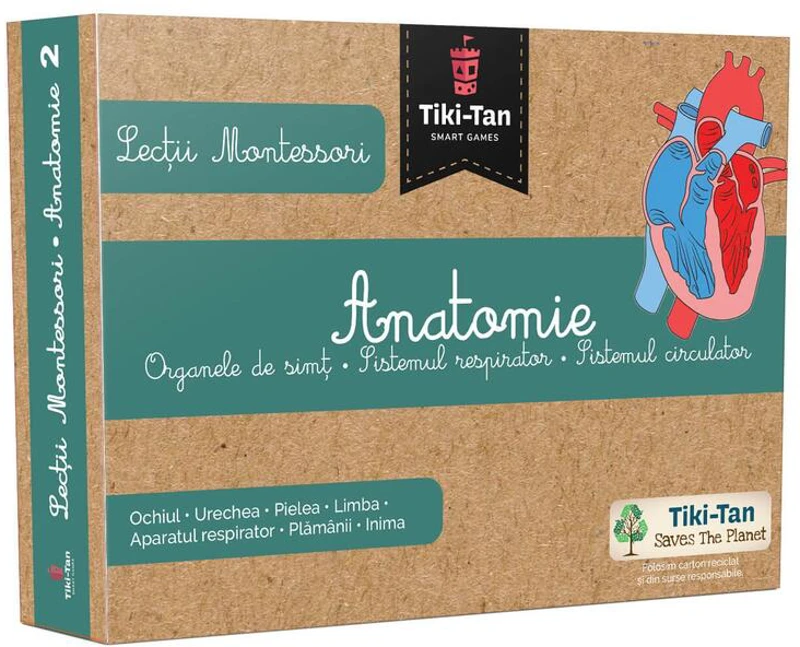 Lecţii de anatomie: Organe de simţ. Sistemul respirator. Sistemul circulator. Lecții Montessori