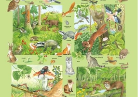 Planșă - Fauna și flora din pădure