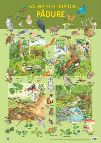 Planșă - Fauna și flora din pădure