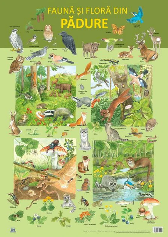 Planșă -  Fauna și flora din pădure